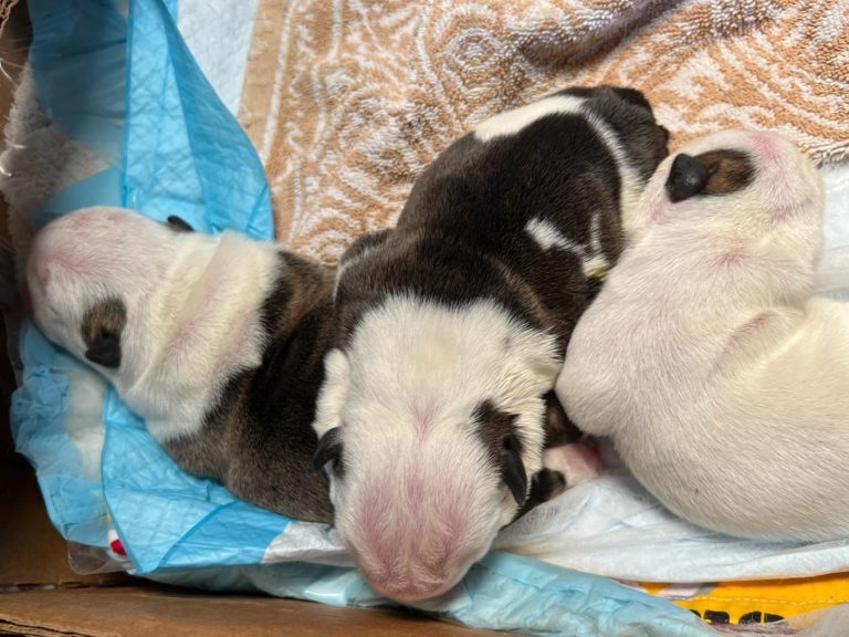 Hawaiian Island Bulldogs