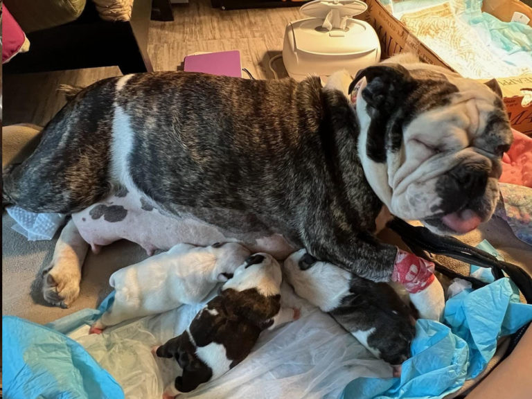 Hawaiian Island Bulldogs