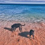 Hawaiian Island Bulldogs